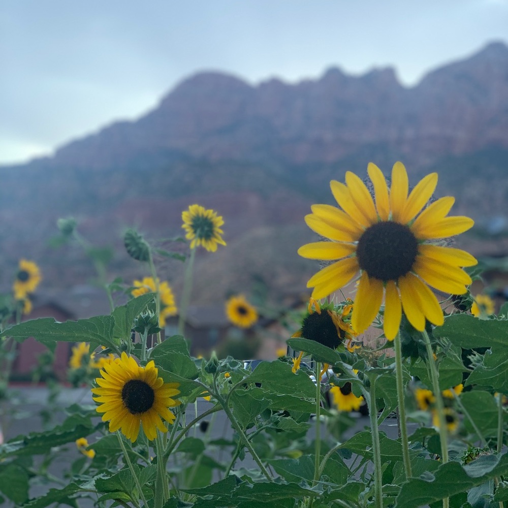 Meet your Posher, Aileen